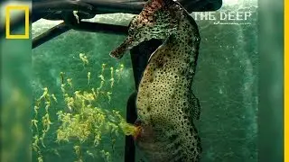 Incre&iacute;bles im&aacute;genes de un CABALLITO de MAR macho pariendo a m&aacute;s de 2000 cr&iacute;as | NatGeo en Espa&ntilde;ol