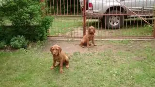 Magyar Vizsla Kölykök 12 hetesen 6.