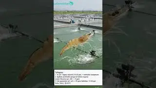 TAHAPAN BUDIDAYA UDANG VANAME SECARA INTENSIF 🤔🦐🦐 #reels #shorts #shrimp #farming #vaname #foryou