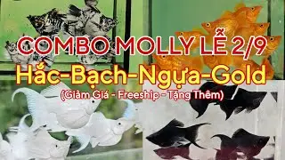 Si&ecirc;u Combo MOLLY lễ 2/9 Supper Gold, Ngựa Zebra, Platium, Black short☆Minigame 