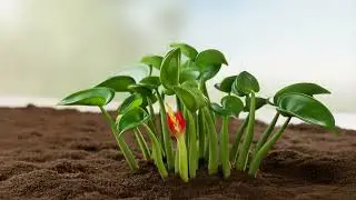 ❤️ Anthurium: The Heart-Shaped Showstopper! #shorts #ai #aivoice #plantlovers #2026 #anthurium