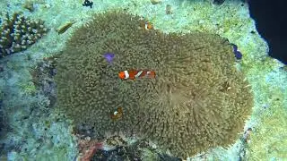 SURIN Island Tour