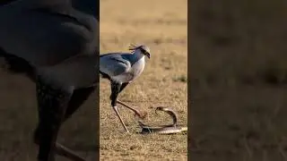 Secretary Bird vs. Venomous Cobra | Birds |Animal Fight