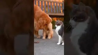 Cat Smacks Puppy Fast... Until Mom Golden Saves The Day #pets #funny #animals