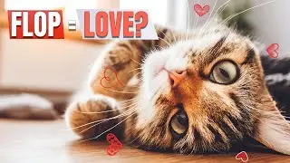 6 Types of Cat Flop That Prove Your Cat Trusts You Or Needs Help