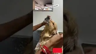 Brushing dogs teeth 😬 | #dogs #shorts