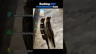 ranking best synchronized cat #shorts​ #cat​ #cats​ #edit​ #trollface​ #usa​ #animals​