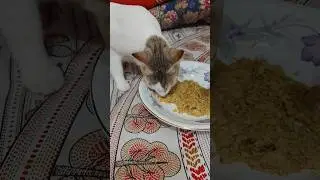Mackerel & Pumpkin Cat Food 🐟🎃 | Healthy Homemade Treat for Your Cat! #CatTok #Shorts