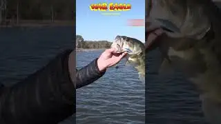 Why YOU need a Compact Spinnerbait!