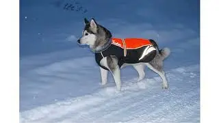 Truelove Waterproof Dog Winter Coat Vest Outdoor Reflective Wal