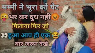 मम्मी ने भूरा को पेट भर कर दुध नही पिलाया फिर जो हुआ आप ही एक बार जरूर देखे...👀👈