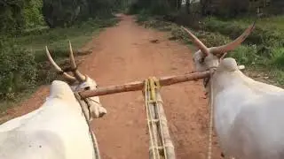 Medapadu bulls