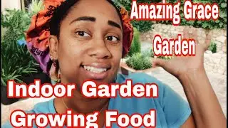 Big Seed Drop Lettuce, Chards, Greens Beans, & Transplanting Garlic | Grow Your Food Inside