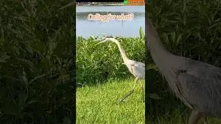 Aggressive Old Great Blue Heron Calling🐦Like a dinosaur