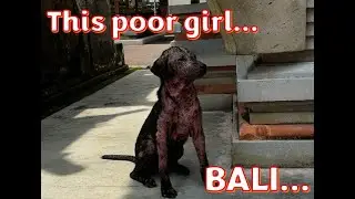 Bali - Its travel time to Indonesia