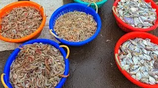 🦑🐙🐋Fresh sea foods auction at mallipattinam Harbour//Machines planet