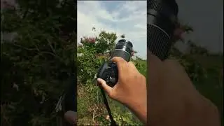 Captured Beautiful Bee using Canon 2000d with 75-300mm lens