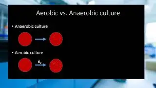 Facultative Anaerobes