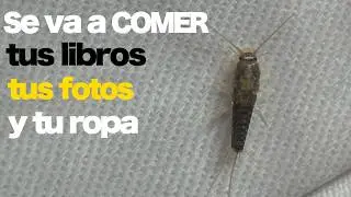 &iexcl;Lepisma saccharina! El pececillo de plata, ese bicho que aparece en tu ba&ntilde;o y PORQUE eliminarlo 🚿