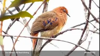 Blue-eyed Ground-Dove