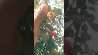 #rosegrowthing #1ststep #viralvideo #part1 #rose #backtobasics  #foryou