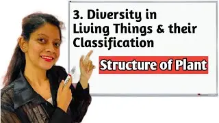 Structure of Plant | Chapter 3 | Class 6 | Science Facts