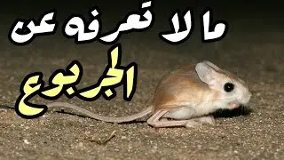 حقائق و معلومات عن الجربوع  - يمتلك اقدام خلفية تمكنه من القفز ل 3 امتار