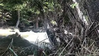 Singing Bowls Bells Creek Rapids #singingbowls #meditation #rapids #nature #maryjanechronicles #420