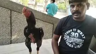 उस्ताद गौरव खलीफा मंगोलपुरी दिल्ली || ऐसे aseel की दीवाने हो जाओगे ,#aseel #java #lakha #pets