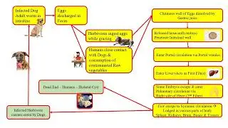 Echinococcus Granulosus : Dog Tapeworm : நாய் நாடா புழு