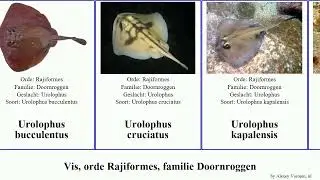 Vis, orde Rajiformes, familie Doornroggen urolophus fish ronde viridis gigas ovalis aurantiacus