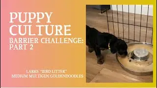 Lark&rsquo;s &ldquo;Bird Litter&rdquo; Puppy Culture Barrier Challenge: Part 2