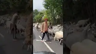 #goatsfarming #like #subscribe #trendingshorts #viralshorts #unfreezmyaccout #love #followme