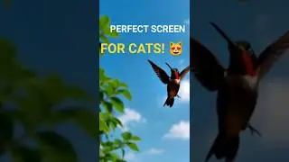 Stunning Hummingbird Flight 🌹 | Peaceful Nature Loop for Calm Moments