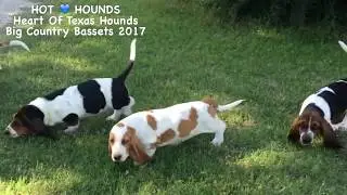 HOT HOUNDS AKC EUROPEAN BASSET HOUND PUPPIES FIRST TIME ROAMING FREE IN GRASS 9 WEEKS