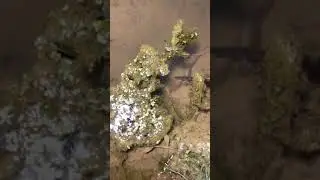 How to catch Eel fish with hook#51