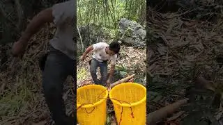 Harvest Bamboo like a Pro #craftsmanship  #farming  #vegetables    listen this sound