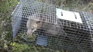 Fort Worth Wildlife Control