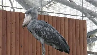 ハシビロコウ　ふたばちゃん　遠くで動かないでいると置き物みたい【掛川花鳥園】Shoebill Futaba-chan Kakegawa Garden