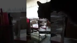 Kitten Drinking Water from Glass 😹😹 Cat Memes