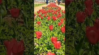 Delhi- Tulips# Spring Season# Beautiful Flowers # Shanti path!!