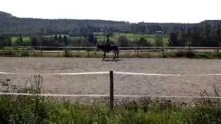 Swedish annual donkey show 2014 Harley in the dressage