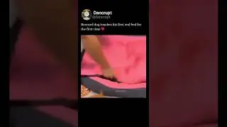 Rescued dog got his first bed 🥺❤️&zwj;🩹