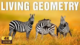 The Gentle Geometry of Stripes | Zebra Patterns, Light & Nature&rsquo;s Living Design