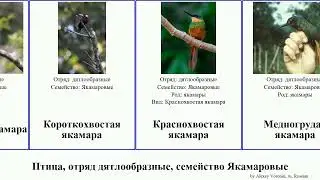 Птица, отряд дятлообразные, семейство Якамаровые якамара брахигальба bird Белогорлая Трёхпалая