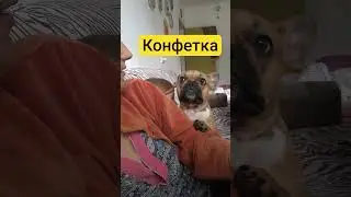 #capcut #shortvideo #love #подпишись #рекомендации #online #top #любовь #dog #dogs #dogshorts #top