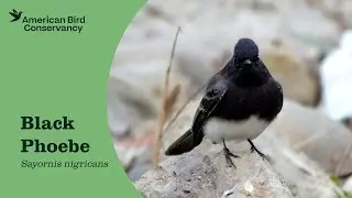 Black Phoebe: Watcher by the Water