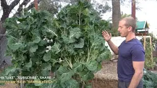 Tree Collards or Tree Kale - Winter Foods to Grow in Your Garden 6 of 6