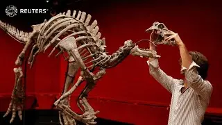 Dinosaur skeleton goes on sale in rare auction