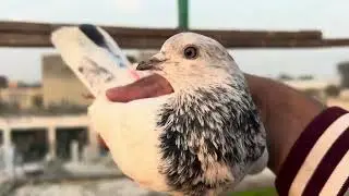 Six breeder pigeons 03066420454 whatsapp #pigeon #kabootar #kabutar 